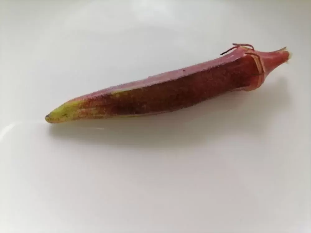 Бамия: неожиданный опыт выращивания в Сибири