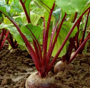 ������ ������ ������ ������: �������� ������� � ��� � ���� ��������