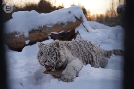 � ����������� ������� ���� �� �������� �������� ���...��� ����