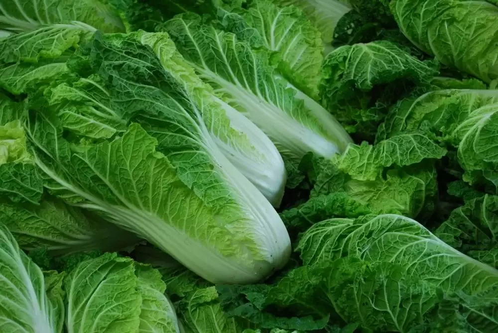 Особенности выращивания пекинской капусты в открытом грунте и лучшие ранние сорта