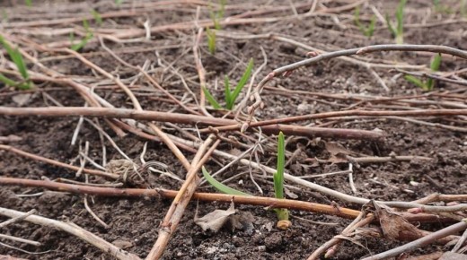 Как добиться впечатляющего урожая чеснока: секреты успешного удобрения