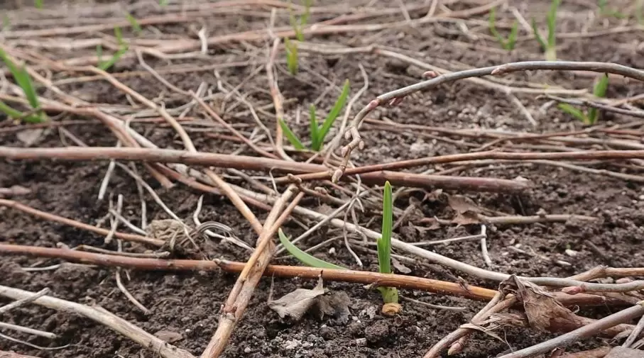 Как добиться впечатляющего урожая чеснока: секреты успешного удобрения