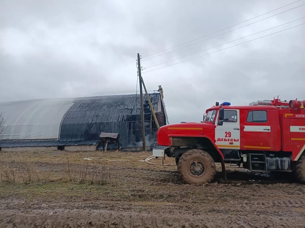 46 телят спасли на пожаре в телятнике в Дебесском районе Удмуртии 46 телят спасли на пожаре в телятнике в Дебесском районе Удмуртии