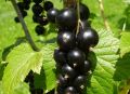 Как обеспечить черной смородине богатый урожай: советы для дачников