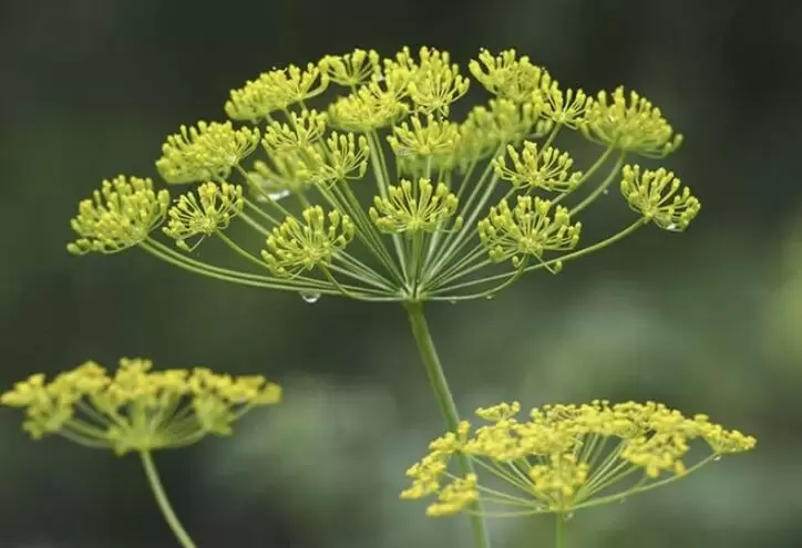 Как успешно вырастить укроп без риска цветения: три секретных правила