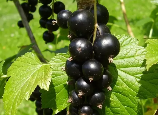 Как обеспечить черной смородине богатый урожай: советы для дачников