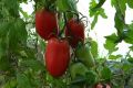 Томат Кенигсберг: секреты успеха и особенностей возделывания