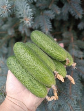 ������ ���� ������: ��������� ����� ��� �������