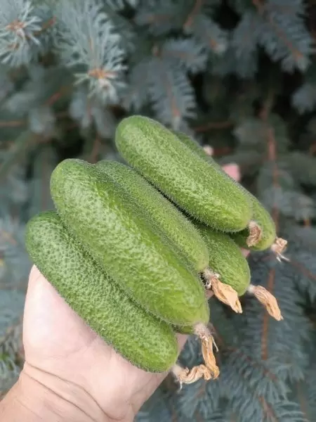 Огурец Диво дивное: идеальный выбор для теплицы