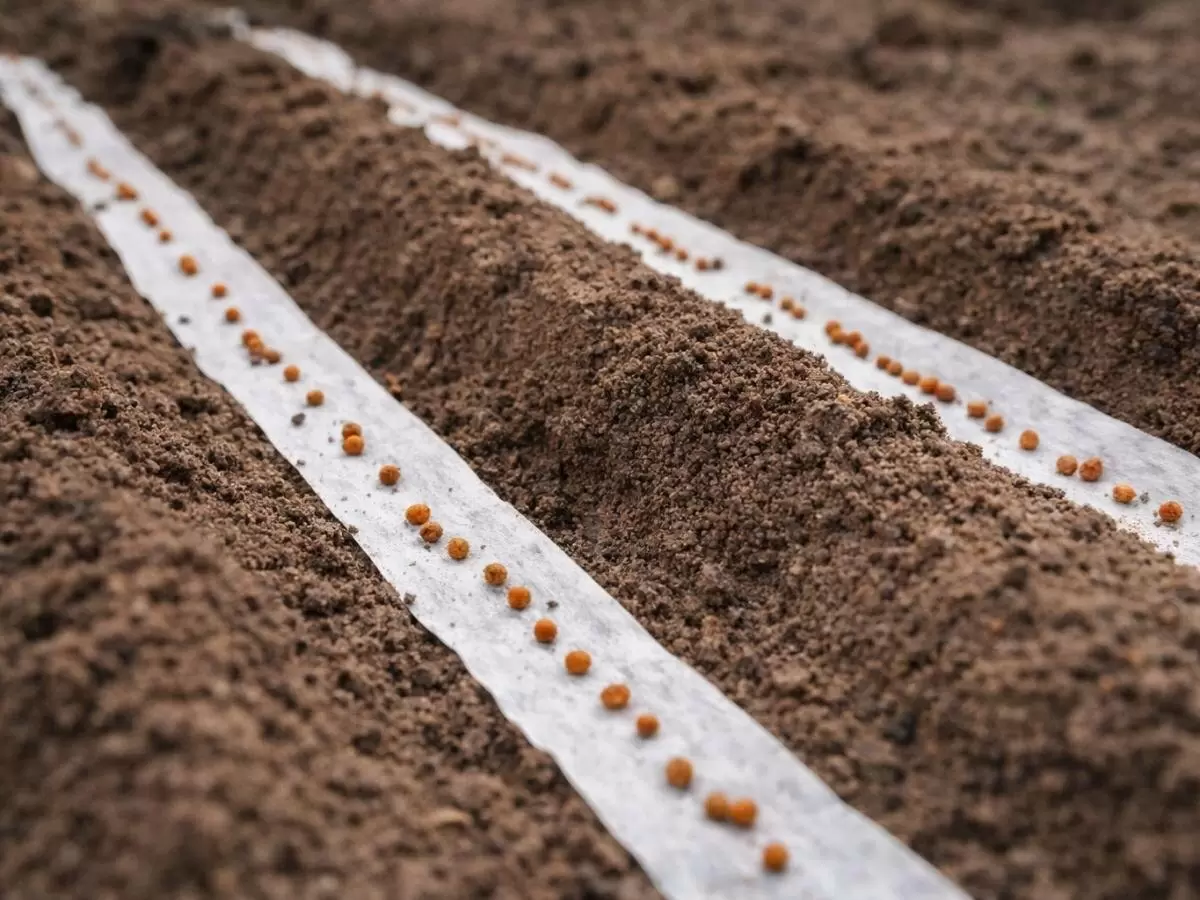 Как облегчить посадку моркови с помощью бумажных полосок
