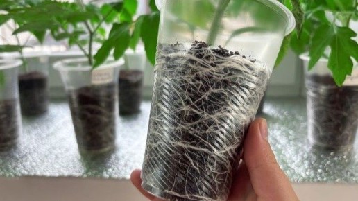 Как вырастить томаты в холодной теплице: семь секретов успеха