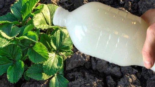 Как ранняя подкормка могла помочь увеличить урожай в два-три раза