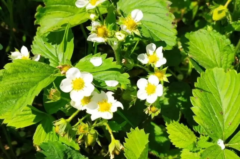 Как добиться богатого урожая клубники: секреты успешного полива