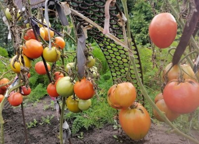 Когда и как обрезать листья на помидорных кустах