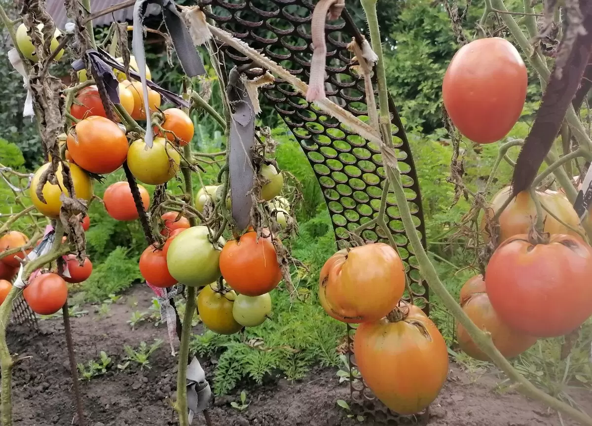 Когда и как обрезать листья на помидорных кустах