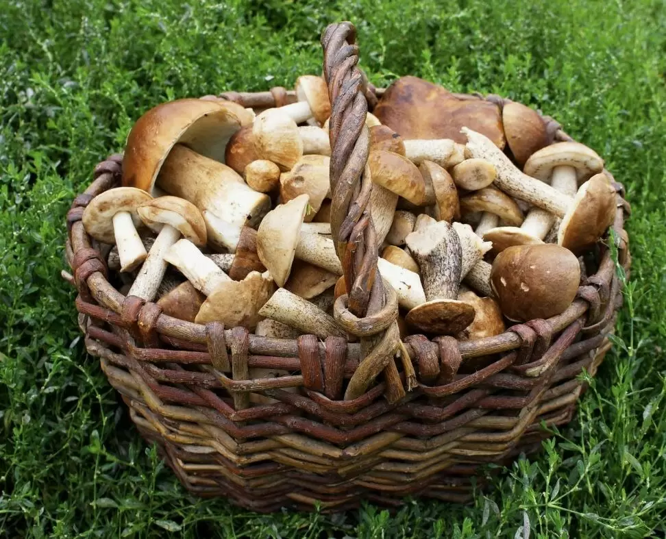 Способы хранения свежих грибов: советы и хитрости