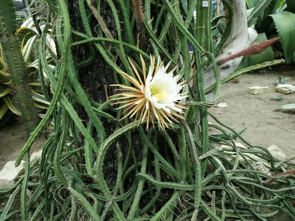 ������� ������ Selinicereus grandiflorus