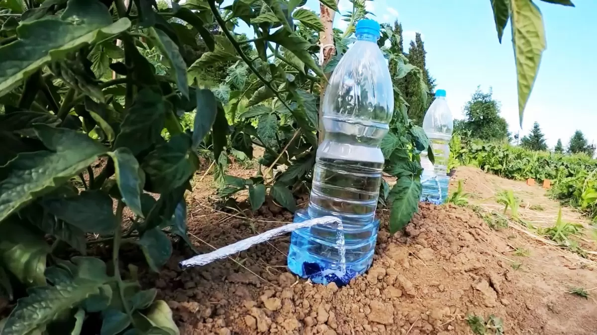 Секреты дачного успеха: хитрости, которые упростят вашу жизнь на участке