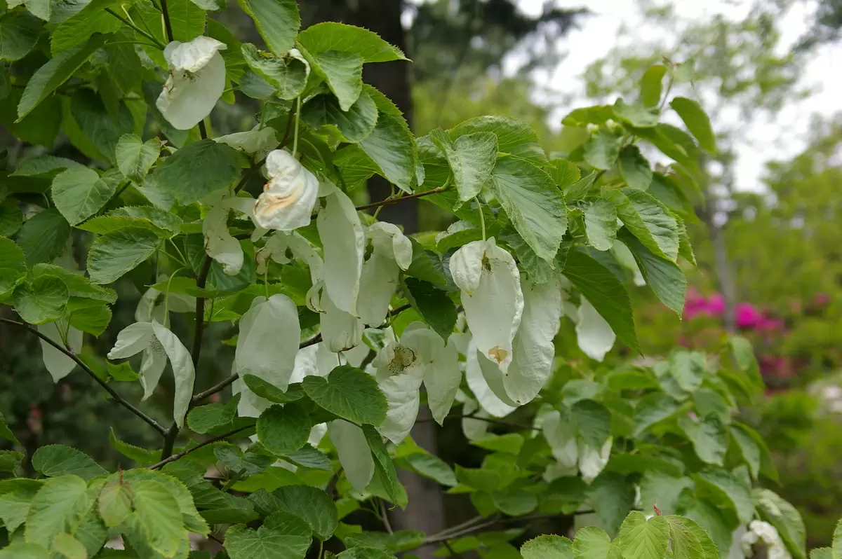 Растения, подарившие имя: вдохновляющие ботанические открытия династии Вильморенов