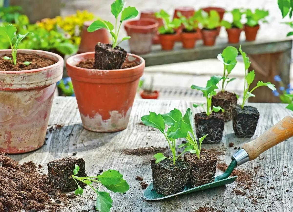 Кольраби: секреты ухода и успешного роста этой необычной капусты