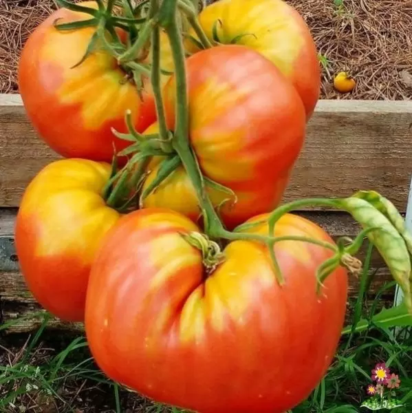 Томат Алая заря: как вырастить сочные плоды, которые порадуют вас