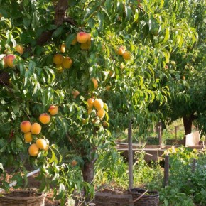 ��� ��������� ������������� ��������: ������ ��� ���������