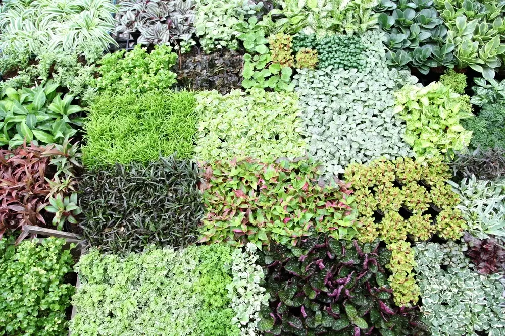 Как создать красивый огород с урожаем на протяжении всего сезона