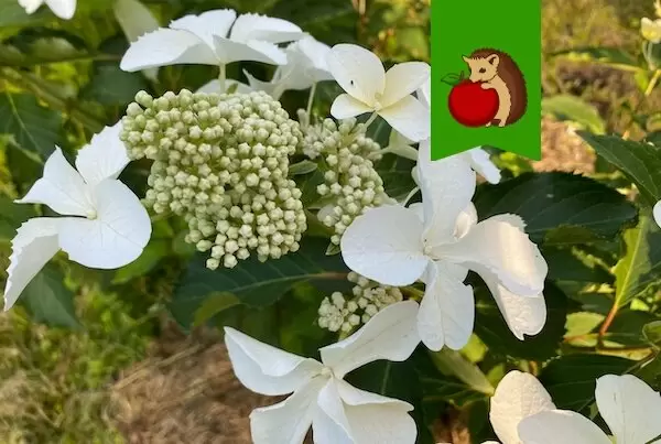 Как весной подкормить гортензии для яркого цветения