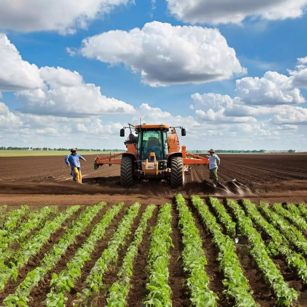 Обработка теплицы купоросом: секреты успешного обеззараживания почвы