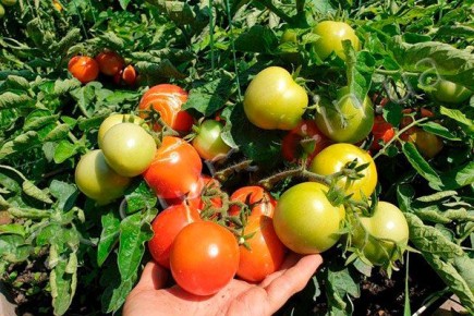 Сорт томатов Сказка: фрукты, которые покоряют сердца дачников