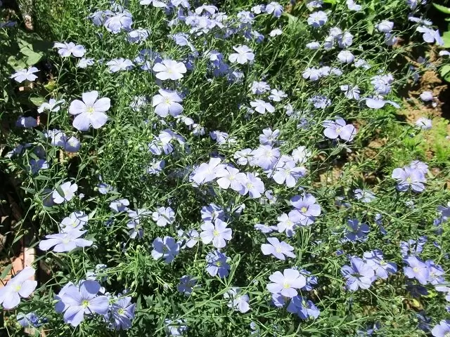 Весенний цветник: какой посадить семена летников в апреле и мае