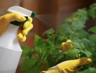 ��� ��������� ������������� ��������: ������� �������� � ����������� �������