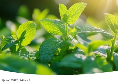 Череда зеленых стратегий: какие пряные травы и салаты можно высадить в июне?