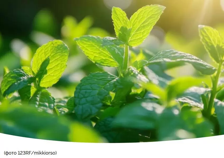 Череда зеленых стратегий: какие пряные травы и салаты можно высадить в июне?