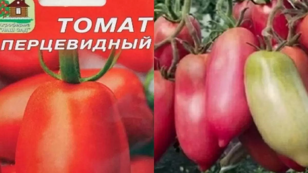 Как вырастить идеальные перцевидные томаты: секреты успеха