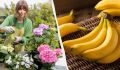 Как банановая кожура может спасти цветение вашей гортензии