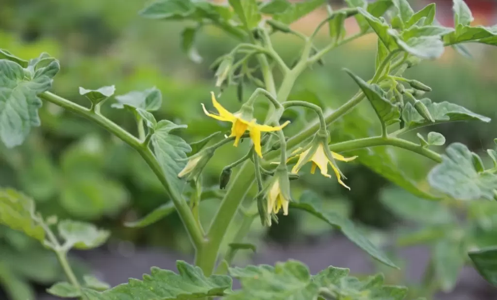 Как грамотно подкормить помидоры в июне: советы для теплицы и открытого грунта