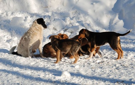 Как обеспечить безопасность в СНТ: гуманные способы защиты от агрессивных собак