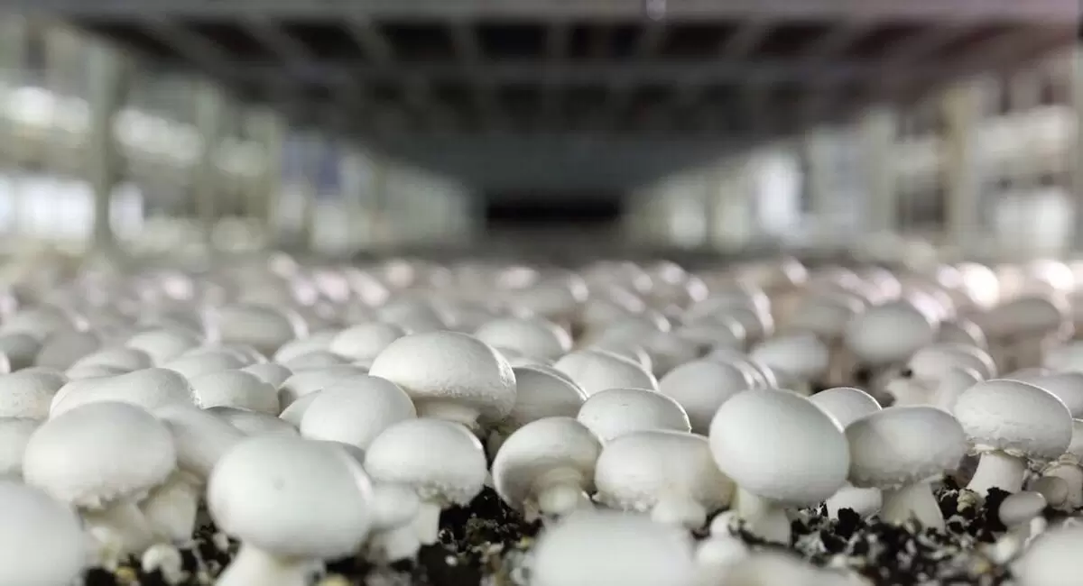 Урожайный год для грибов: как российская индустрия покоряет новые высоты