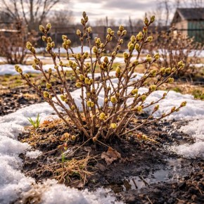 ��� �������� ������ �� ��������� � ������ �����