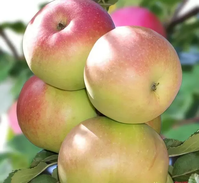 Яблоня «Детское»