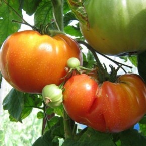 Оаксаканская драгоценность: редкий томат с янтарной окраской и многогранным вкусом