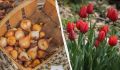 Как правильно высаживать тюльпаны осенью: секреты успешного выращивания
