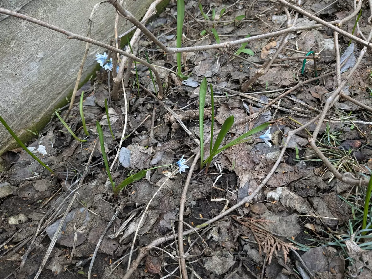 Как весенние первоцветы наполнили сады и вдохнули жизнь в природу