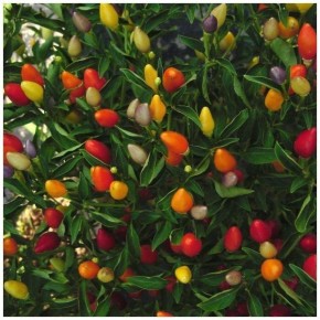 ����� ������: ��� ��������� ����� ��� �� ������� ��� �����������