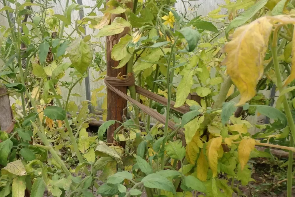 Фитофтороз в теплицах: как избежать и победить коварного врага урожаев