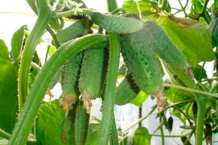 ������ ���������: ��������� ����� ��� ������ �������