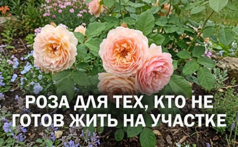 ������ ����� ������� ��������� ���� ����-�������� ��� ������ ����