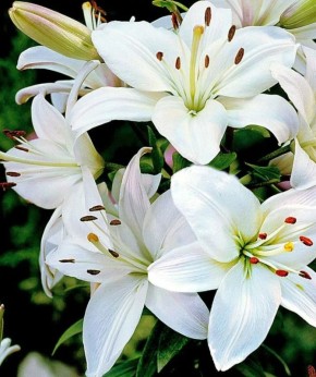 ��� ��������� ������� �������� ����� �� �������: ������ � ������������