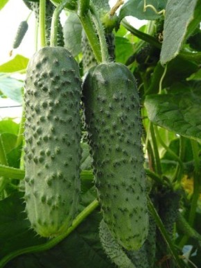 ������ ���� 1801: ������, ������� � ������������� ������ ��� ������ �������